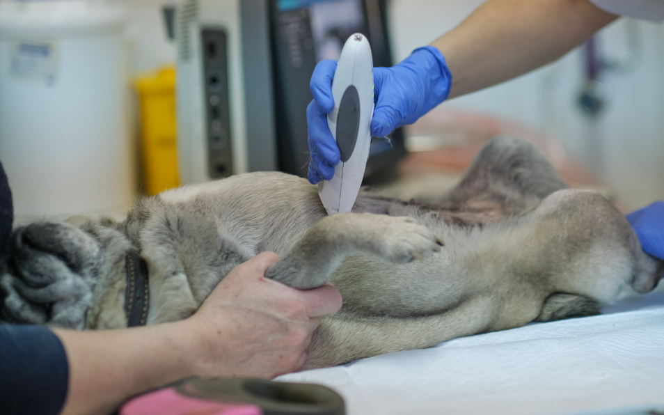 servicios veterinarios clínica veterinaria alcalá diagnóstico por imagen