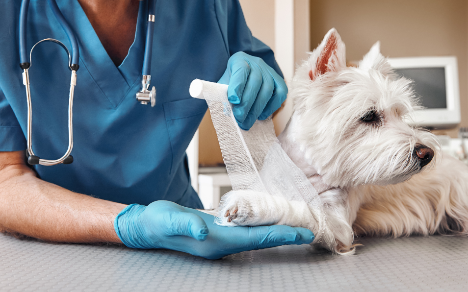 servicios veterinarios clínica veterinaria alcalá traumatología